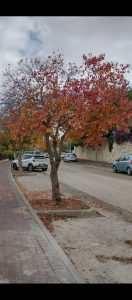 עברית עם דיצה- קורסים ללימוד עברית לעולים- תמונה לפוסט - בואו נלמד מילה חדשה בעברית: שלכת